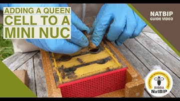 Adding Queen Cell to Mini Nuc