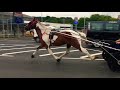 Penny 6 year old pacing mare