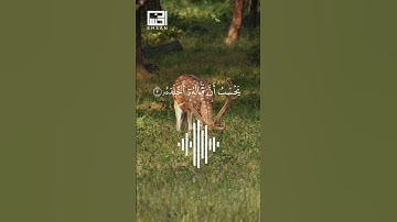 تلاوة لسورة الهمزة بصوت القارئ الشيخ فارس عباد #faresabbad #اكسبلور