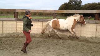 Coachingspraktijk Drieslag