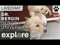 Dr. Bergin of Bergin University - Live Chat