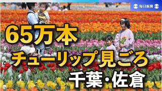 色とりどりのじゅうたん　65万本のチューリップ見ごろ　千葉・佐倉