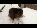 Енот гуляет зимой в -10. The raccoon&#39;s winter walking -10d.