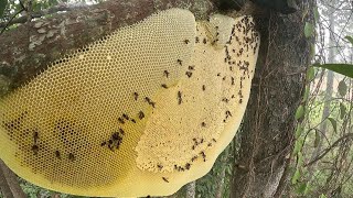 ตีผึ้งครั้งแรกที่ตำบลจรเข้หิน ผึ้งหลวง3รังอยู่ต้นยางนาสูงๆ  |  พรานหมึก คนตีผึ้ง
