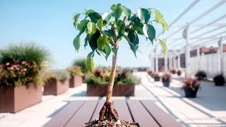 Weeping Fig Ficus benjamina root over rock indoor bonsai, leaf and root prune - July/August 2017 Weeping Fig Ficus benjamina root over rock indoor bonsai, leaf and root prune - July/August 2017