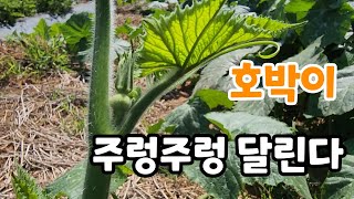 호박이 주렁주렁! 넝쿨만 무성한 호박  이렇게 하면?