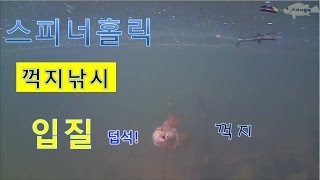 꺽지낚시 입질 영상 워터울프 캠[스피너홀릭]루어낚시