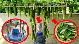 The Secret To Growing Cucumbers In Plastic Bottles, The Fruit Grows Like Crazy And Is Delicious