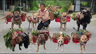 Highland Life: Carrying sour leaves to the market with my dogs and goat - ha thi muon