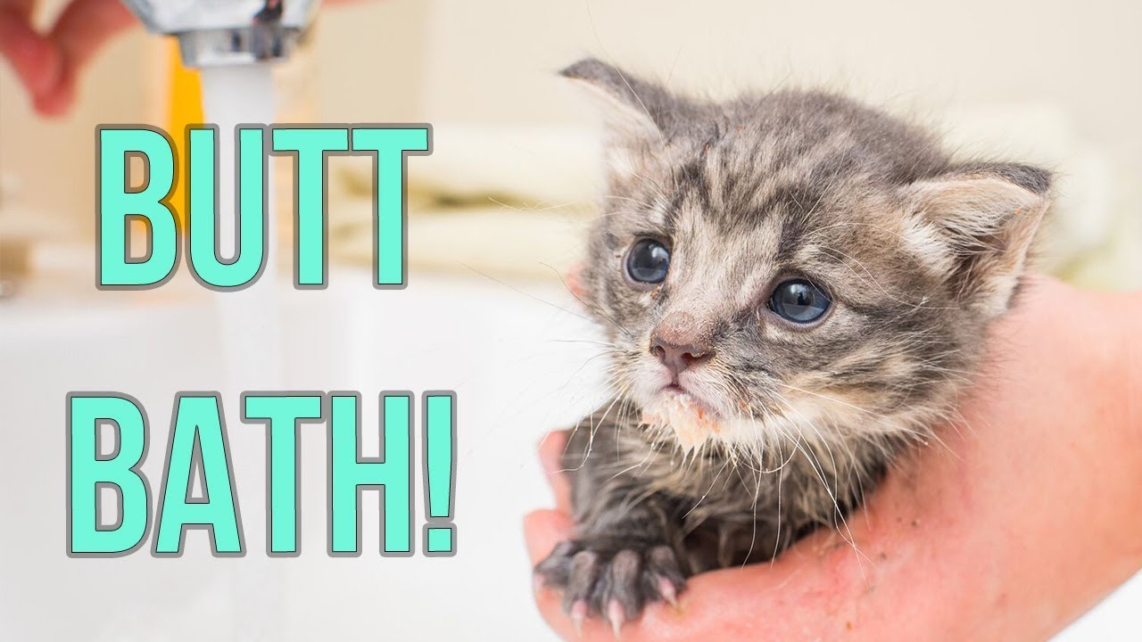 How To Teach A Kitten To Clean Its Bum Update