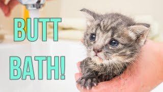 Giving Kittens an Oopsie-Poopsie Butt Bath