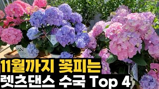 11월까지 피는 렛츠댄스 수국 Top 4