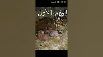 مراحل نمو الأرنب الصغير 