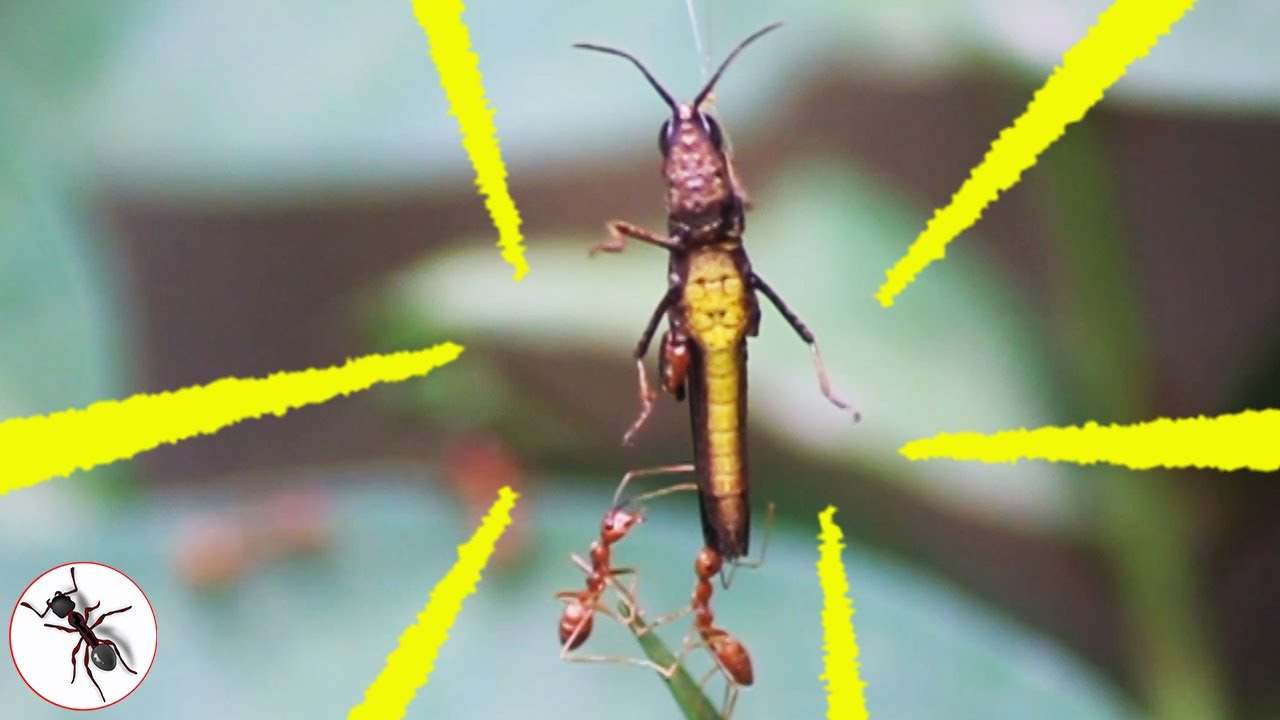 Belalang Coklat vs Semut Rangrang | Belalang | Serangga TV Channel