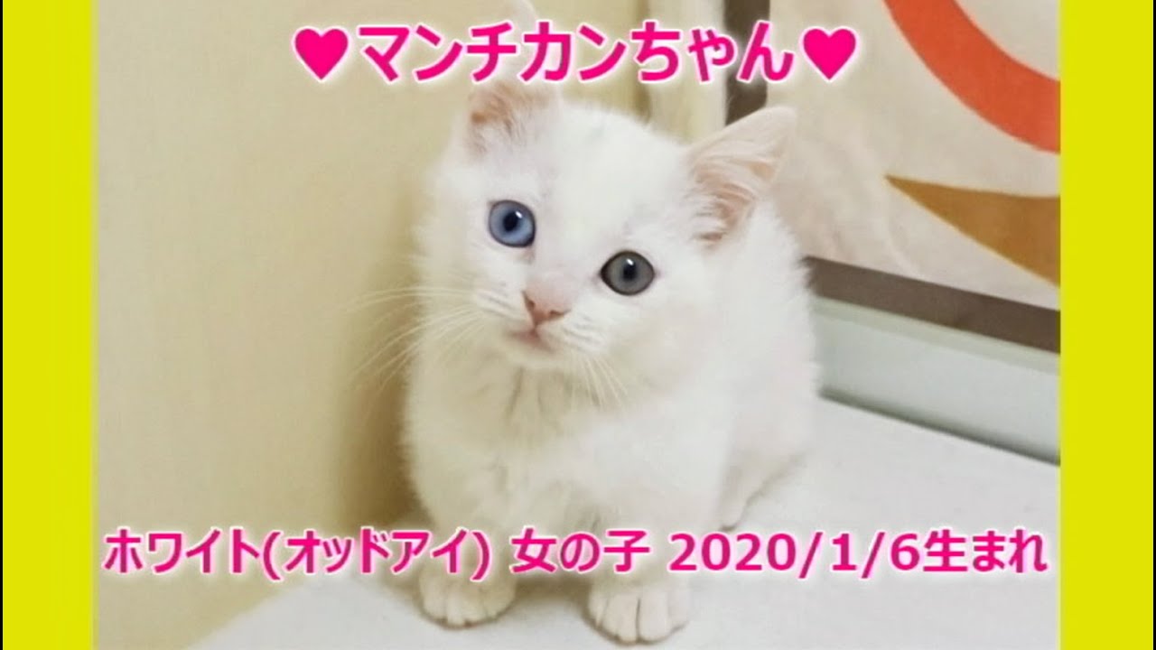 神秘的なオッドアイの白猫ちゃん 短足マンチカンちゃんの猫動画 マンチカン ミヌエット専門ブリーダー ペット蔵人 Youtube