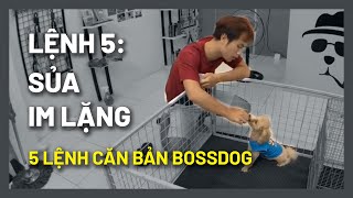 Cách huấn luyện chó cơ bản (#5  Bản Livestream) Dạy cún SỦA/ IM LẶNG | Chi tiết | BossDog