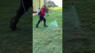How to spray weeds in your lawn ⛳ #golfcourselawn