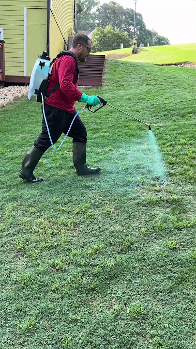 🌿 How to spray weeds in your lawn ⛳️ #golfcourselawn