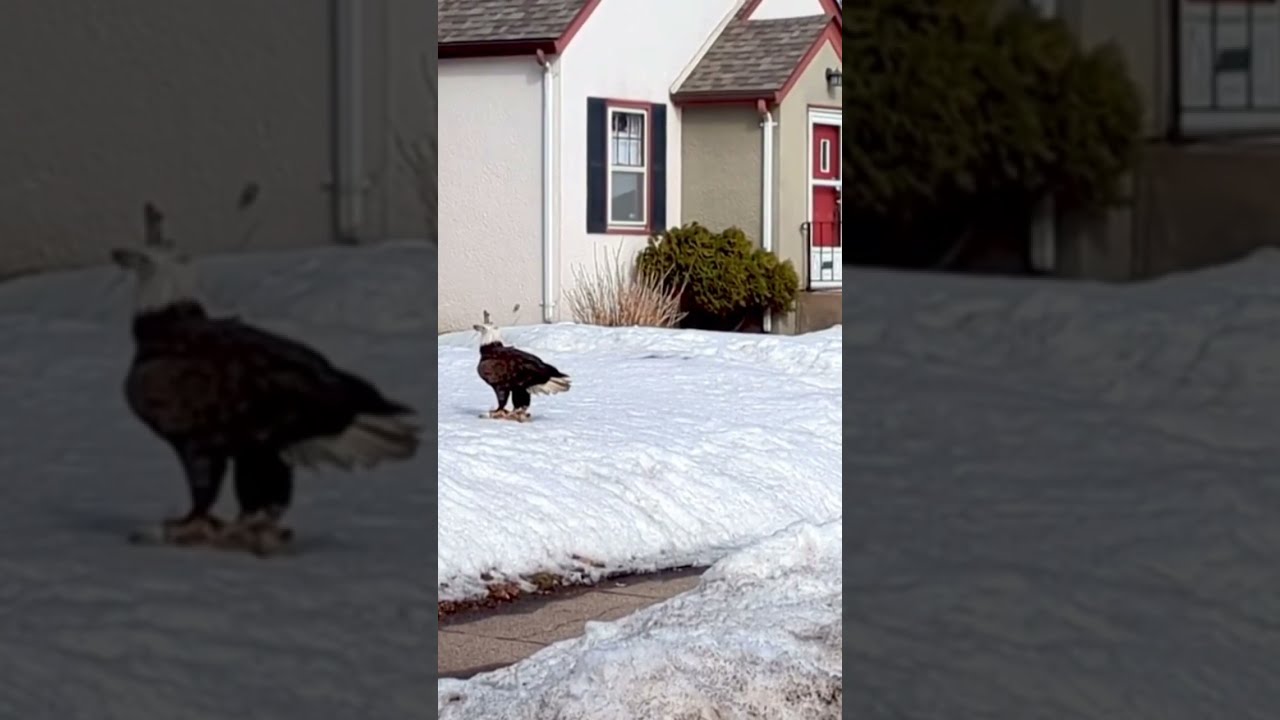 EAGLE ATTACKED By CROWS 