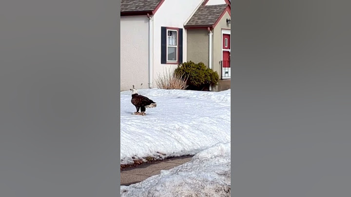EAGLE ATTACKED by CROWS!