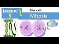 5b Cell Cycle Part2 Mitosis Cell Histology