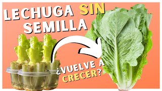 Como SEMBRAR LECHUGA SIN SEMILLA 🥗 Experimento ✅