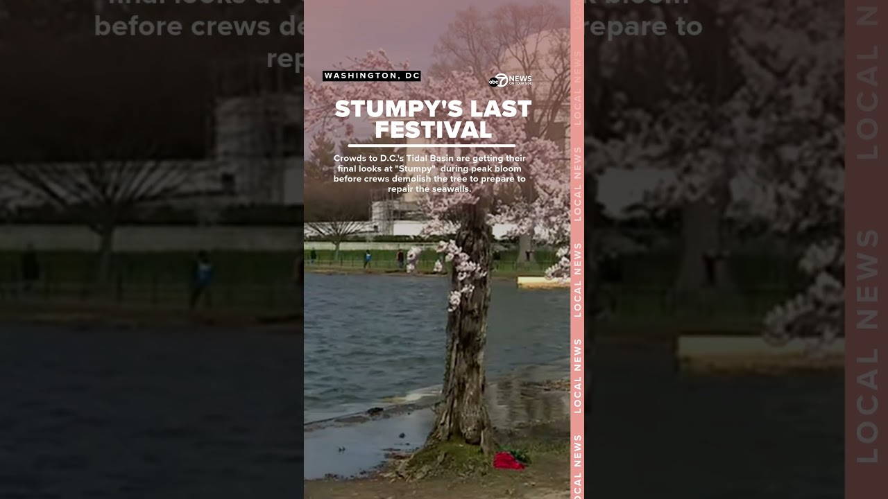 Crowds stop to appreciate Stumpy during the tree's final cherry blossom festival in DC