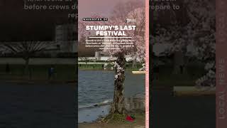 Crowds stop to appreciate Stumpy during the tree's final cherry blossom festival in DC