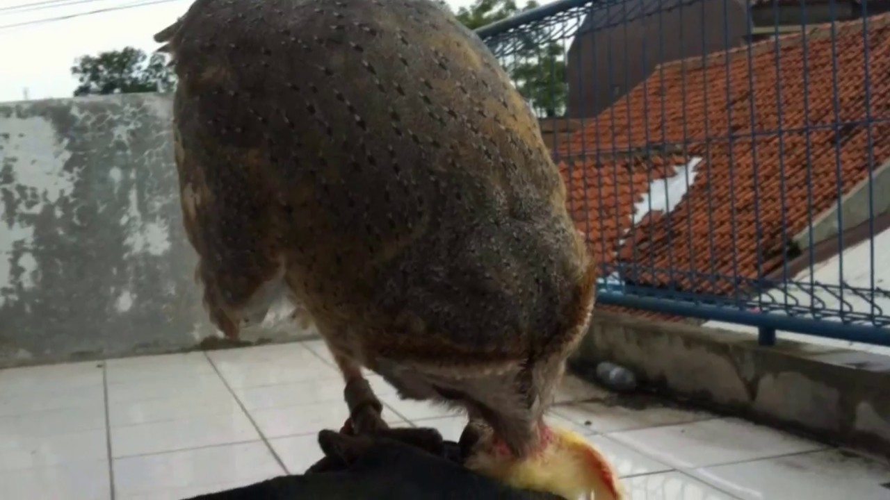 Cara Memelihara Burung Hantu Barn Owl 