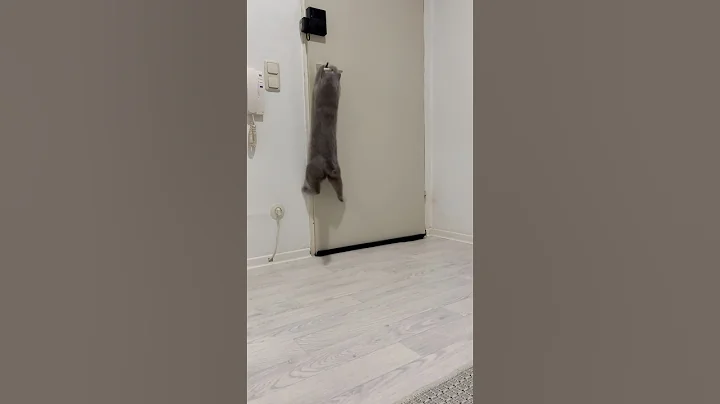 Watch the video about Mission Impossible 😸 #missionimpossible #rio #cat#kitten #bluecat #animals #russischekatzen#russian