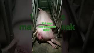 114 days ni Ivana, manganganak na kaya