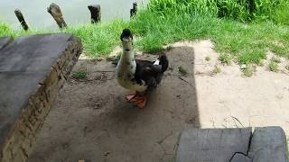 Aggressive Male Duck is Ready to Attack