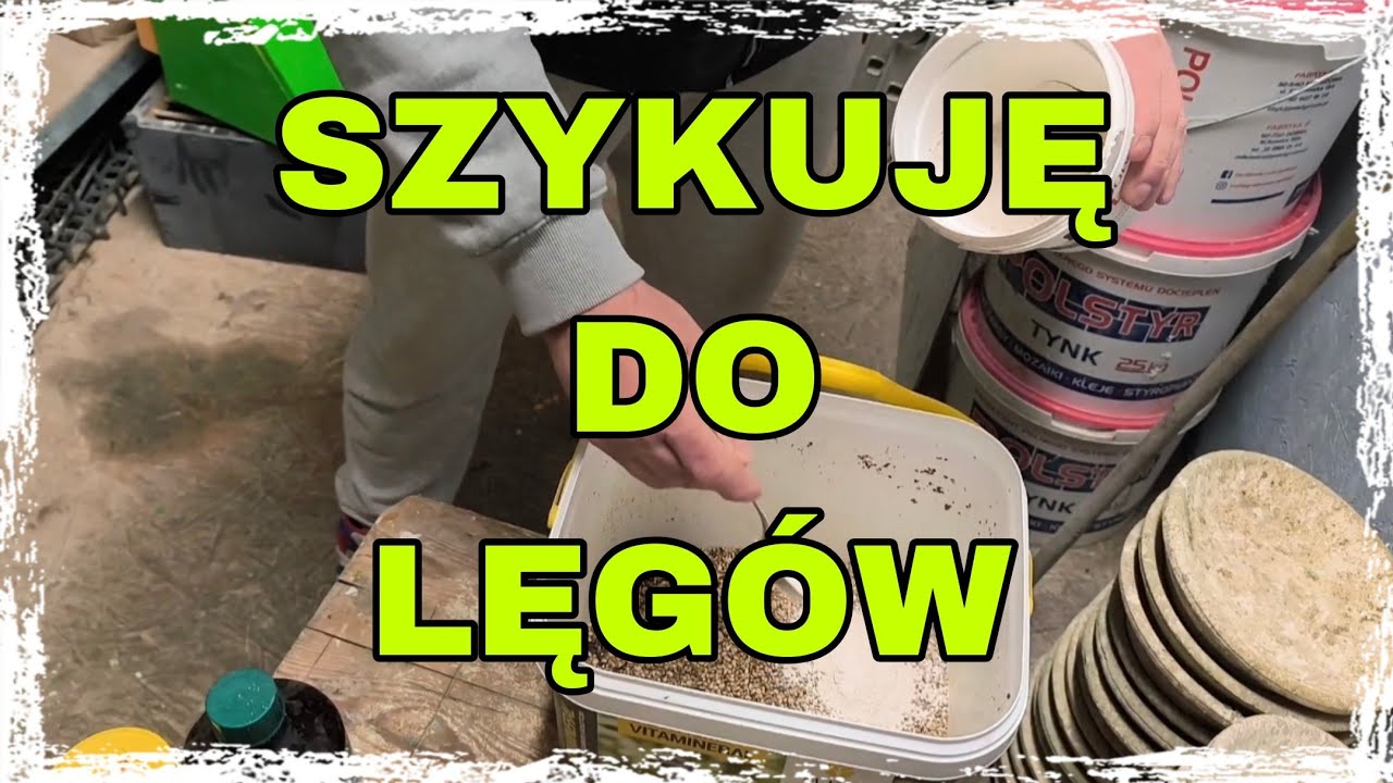 Jak szykuję gołębie do lęgów?