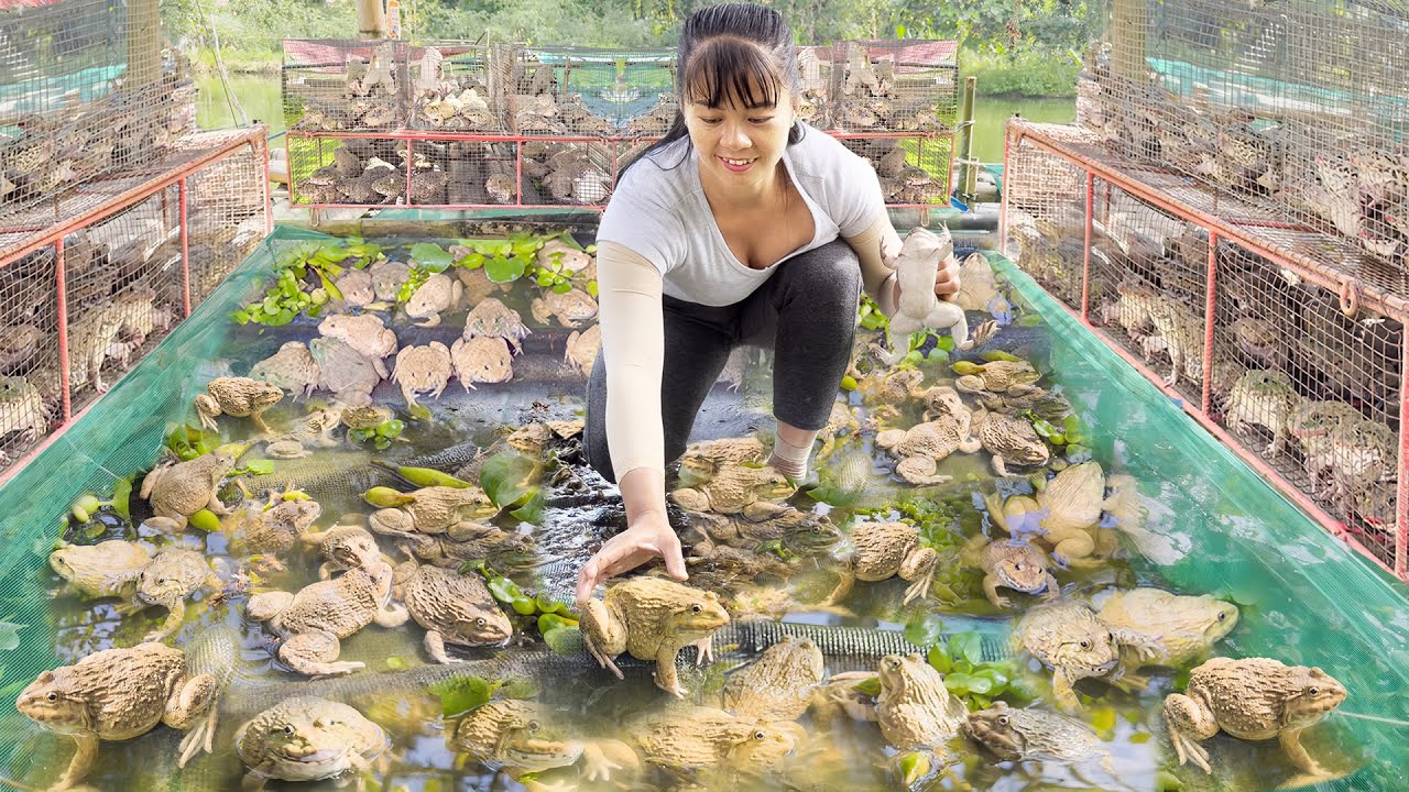 Harvesting Many Frogs Raised On The Farm Use 3-wheeled Vehicle Goes To Market Sell - Farm Life