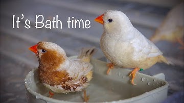 Zebra Finches Taking A Bath