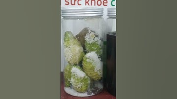 Bạn có thể tự ủ nước cốt Nhàu sử dụng tốt cho sức khỏe