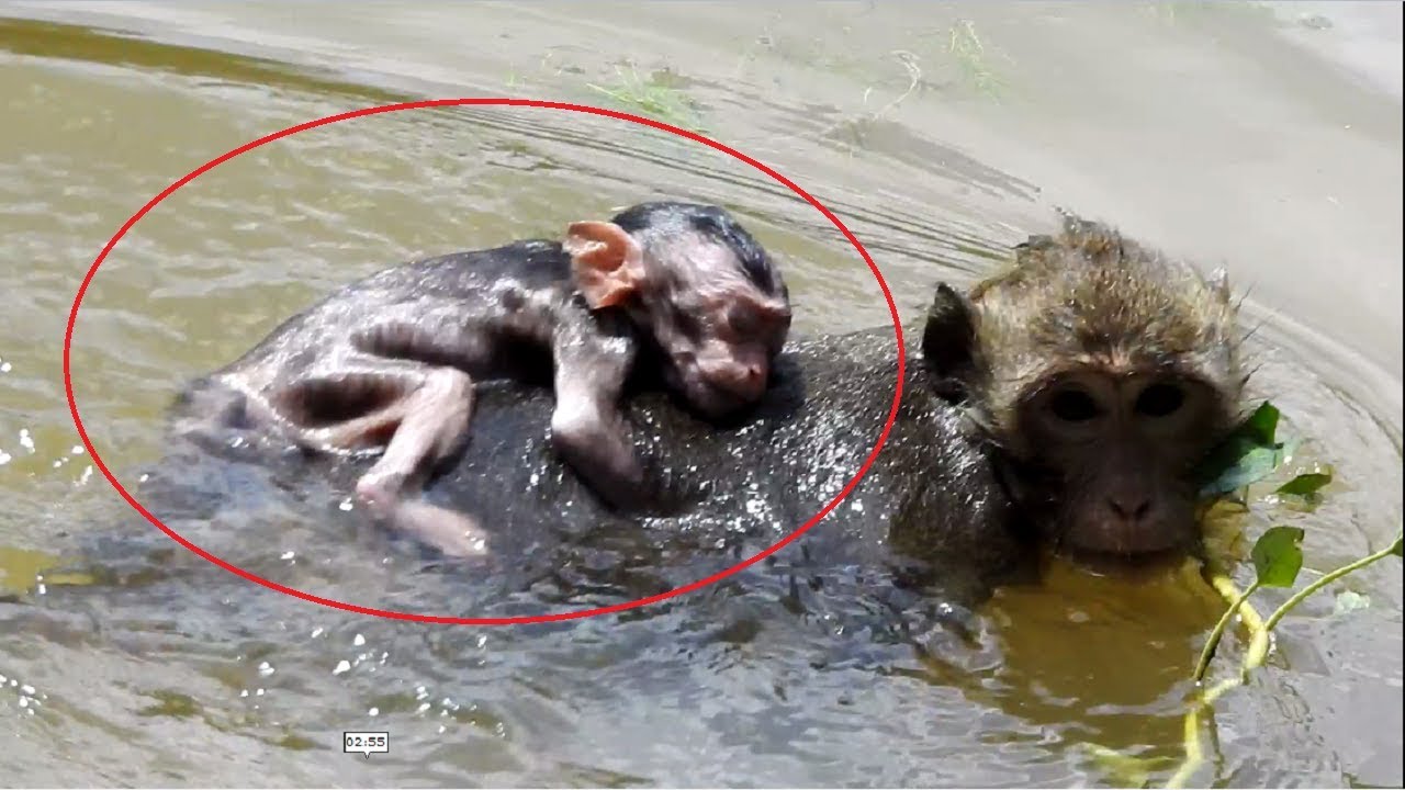 The Monkey Drowns