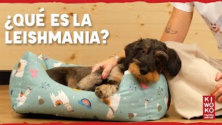 ¿Qué es la LEISHMANIA? 【Leishmaniasis en Perro 】