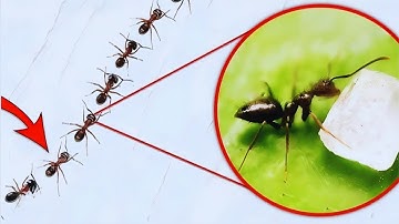 Why Ants Walk In A Straight Line?