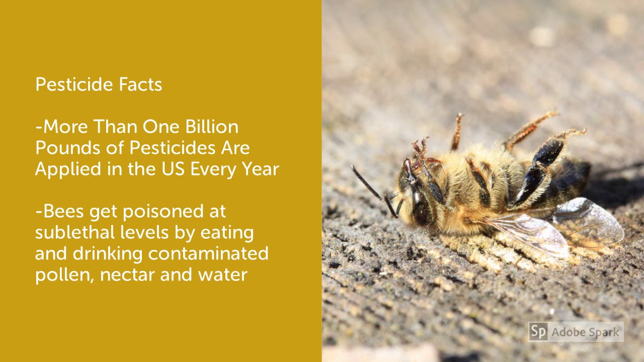 Bee Extinction - YouTube