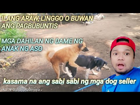 Video: Gabay Sa Pagbubuntis Ng Aso, Paggawa, At Patnubay Sa Puppy Care