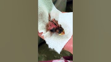 This family saved a baby bird that had fallen out of its nest, and then... #sparrow #bird #animals