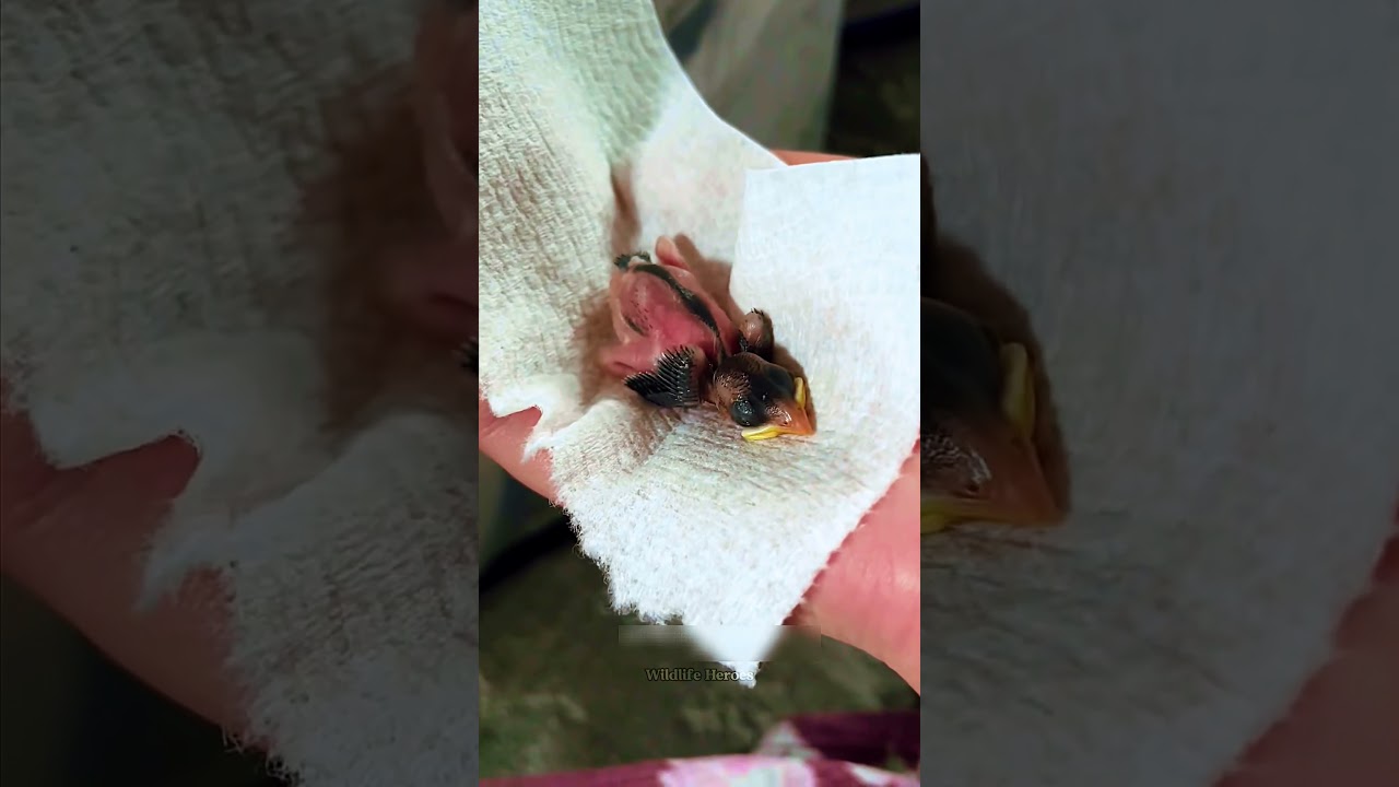 This family saved a baby bird that had fallen out of its nest, and then... #sparrow #bird #animals