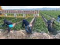 Oxnard california primer día de contrato rancho santa Paula 2019