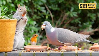Cat TV for Cats to Watch 😸 Birds & Squirrels in the Garden 🕊️ Bird Videos & Cat Games