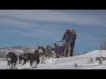 Luna lobos dog sledding