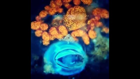 BioBus Video: Baby Barnacle