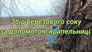 Збираємо сік березовий за допомогою крапельниці. Менш травматичний спосіб.