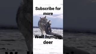 wolf killing deer #shorts