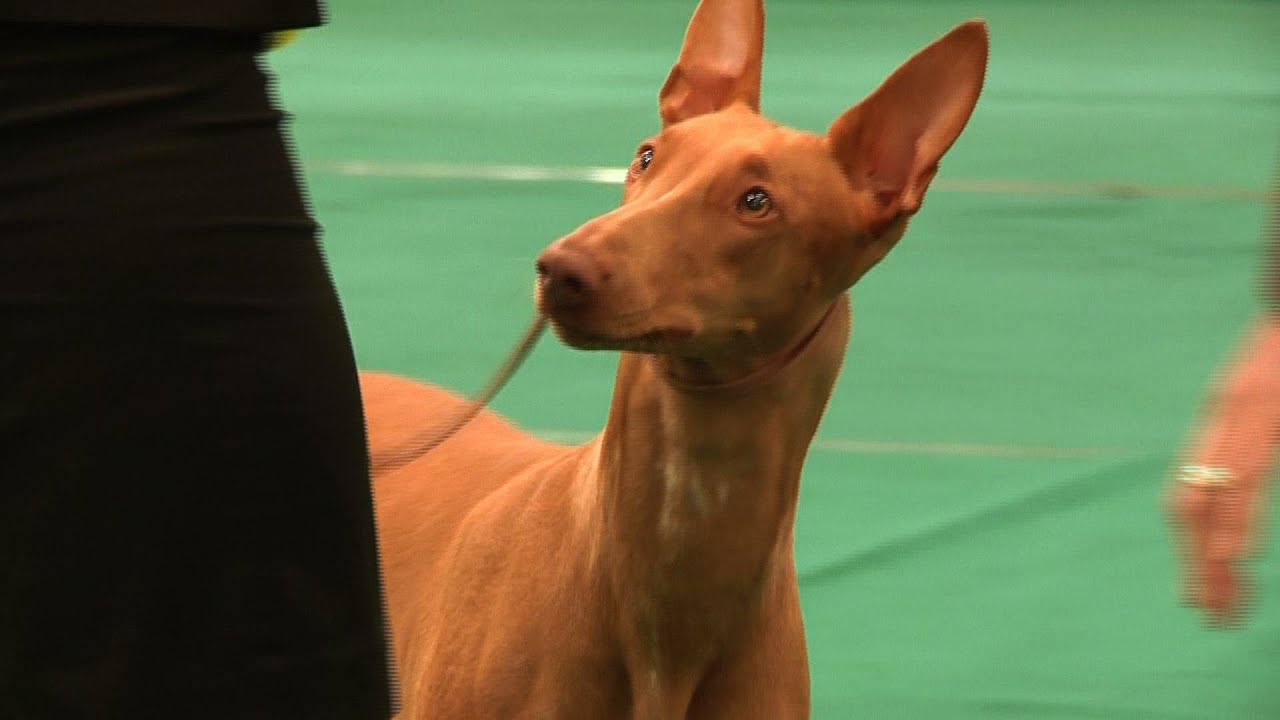 WELKS Championship Dog Show 2014 Hound Group YouTube welks-championship-dog-show-2014-hound-group-youtube